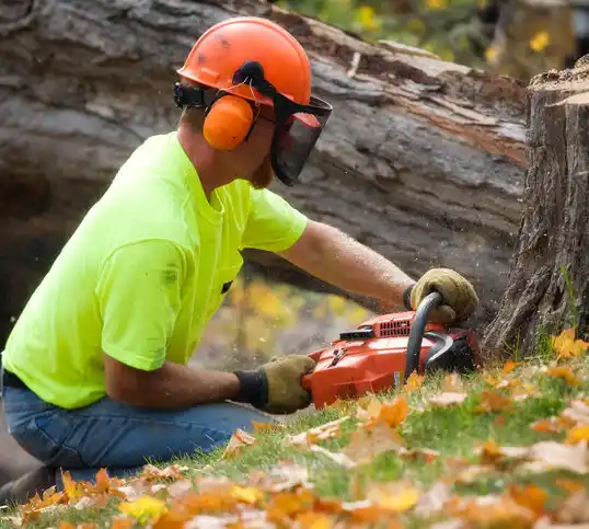 tree services Cridersville